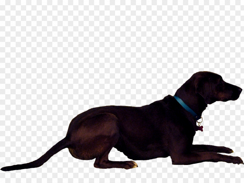 Puppy Labrador Retriever Redbone Coonhound Polish Hunting Dog Breed PNG