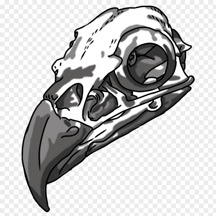 Skull Drawing Bald Eagle Bone PNG