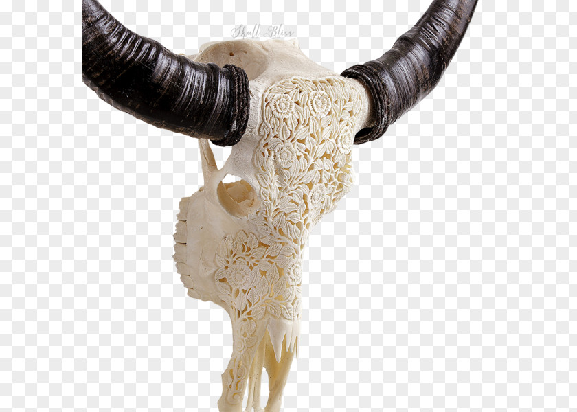 Buffalo Skull Horn Animal Skulls Flower Garden PNG