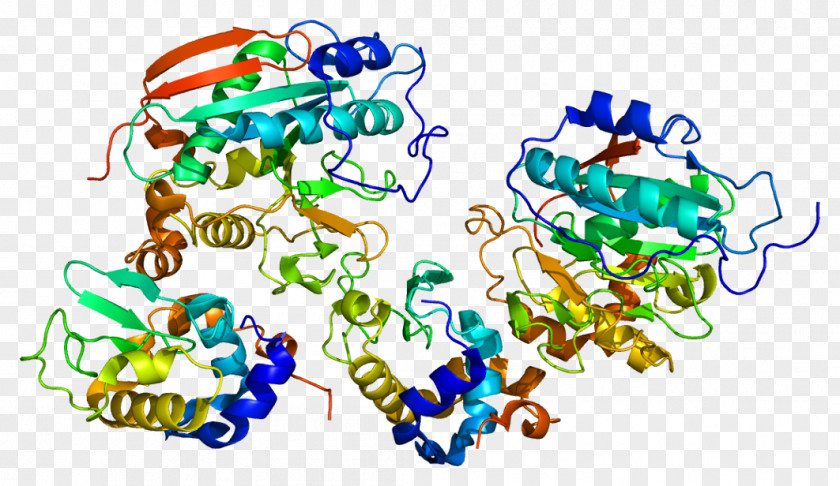 Chromosomes Frame B4GALT1 Protein Structure Gene Galactosyltransferase PNG