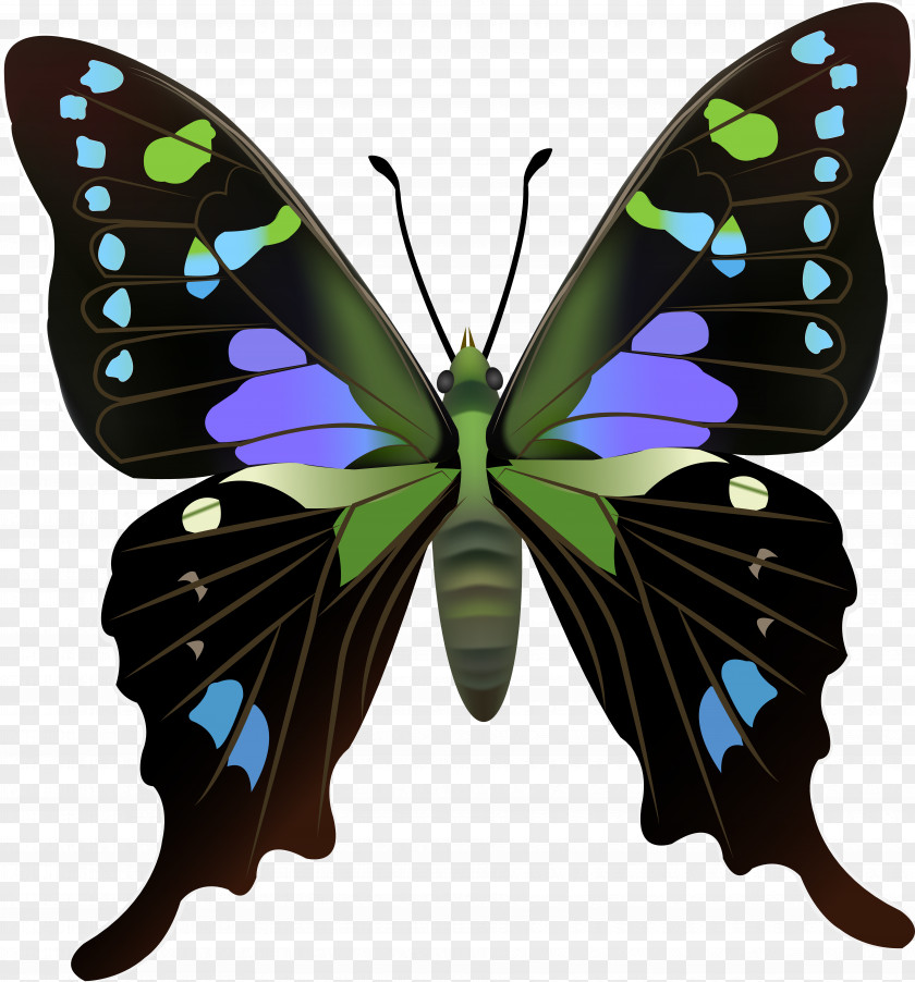 Insect Swallowtail Butterfly Graphium Antiphates Weiskei Kosii PNG