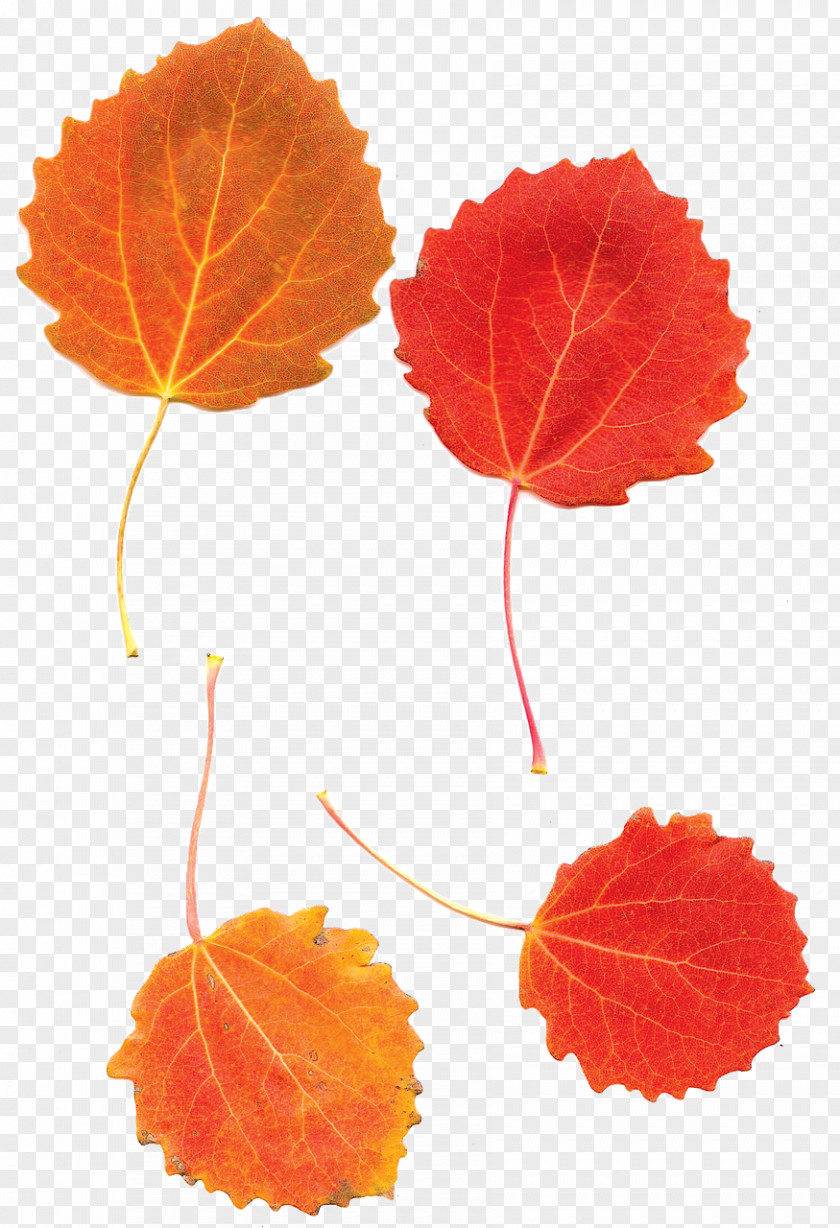 Leaf European Aspen Tree Autumn PNG