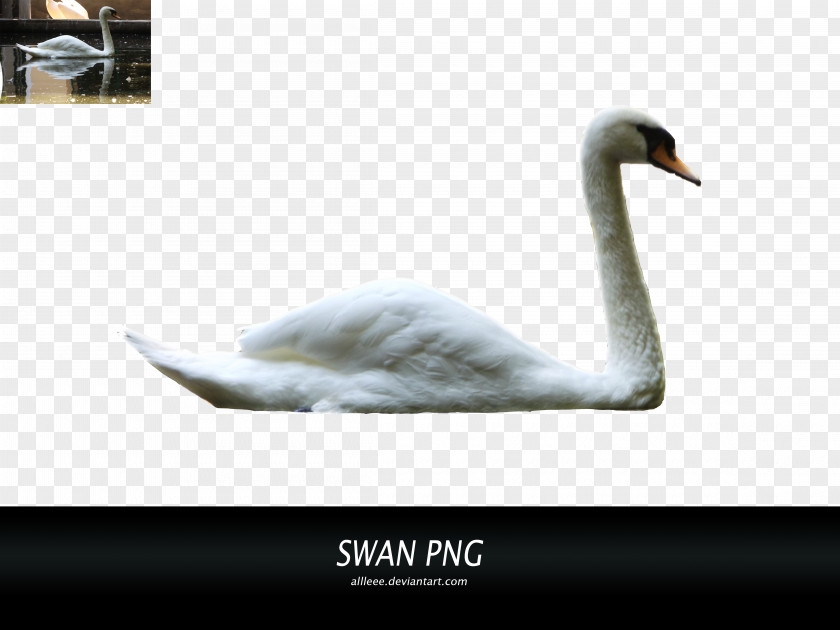 Swan Cygnini Water Bird Goose Duck PNG