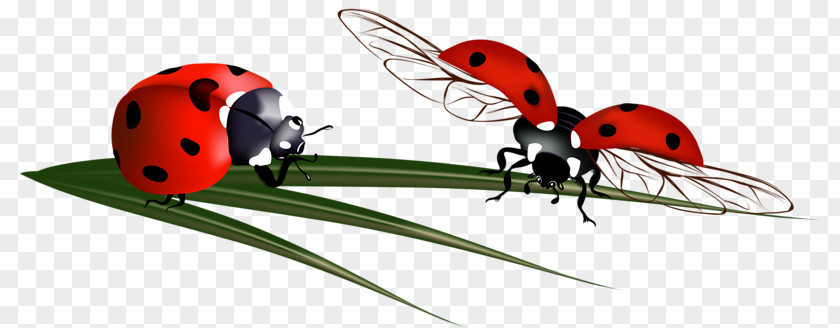 Ladybug Ladybird Beetle Coccinella Septempunctata PNG