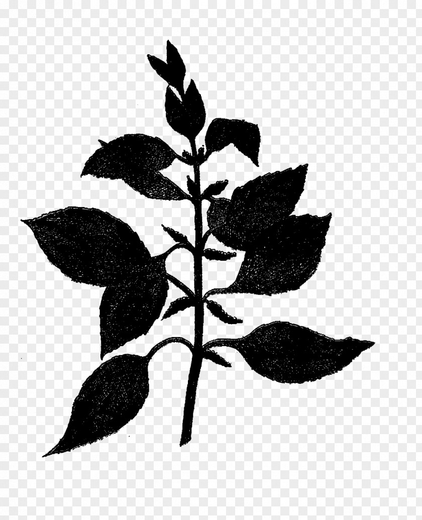 Leaf Plant Stem Font Silhouette Flowering PNG