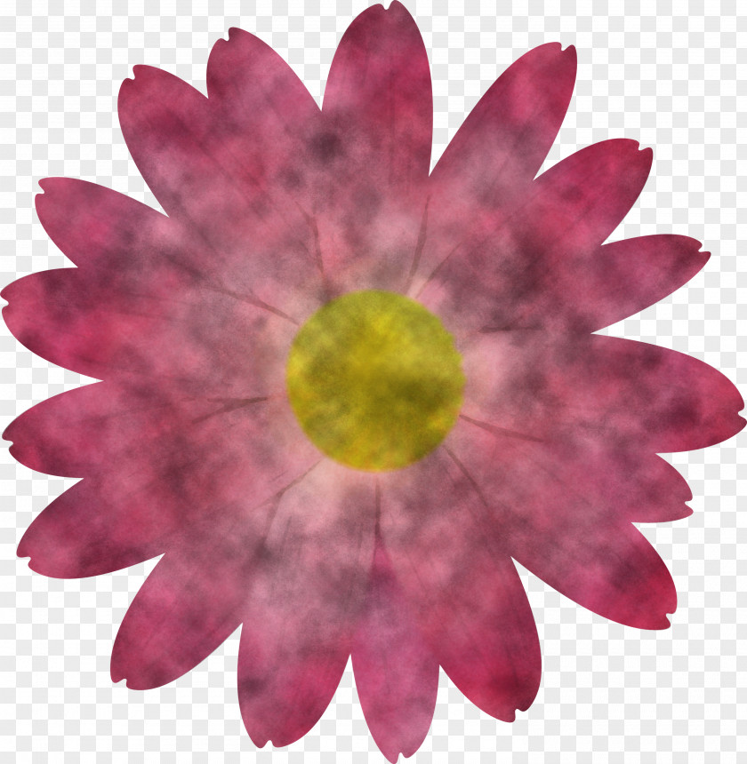 Marguerite Flower Spring PNG