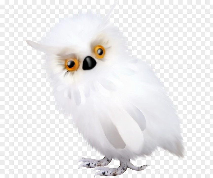 Owl Tawny Beak Feather Bohle PNG