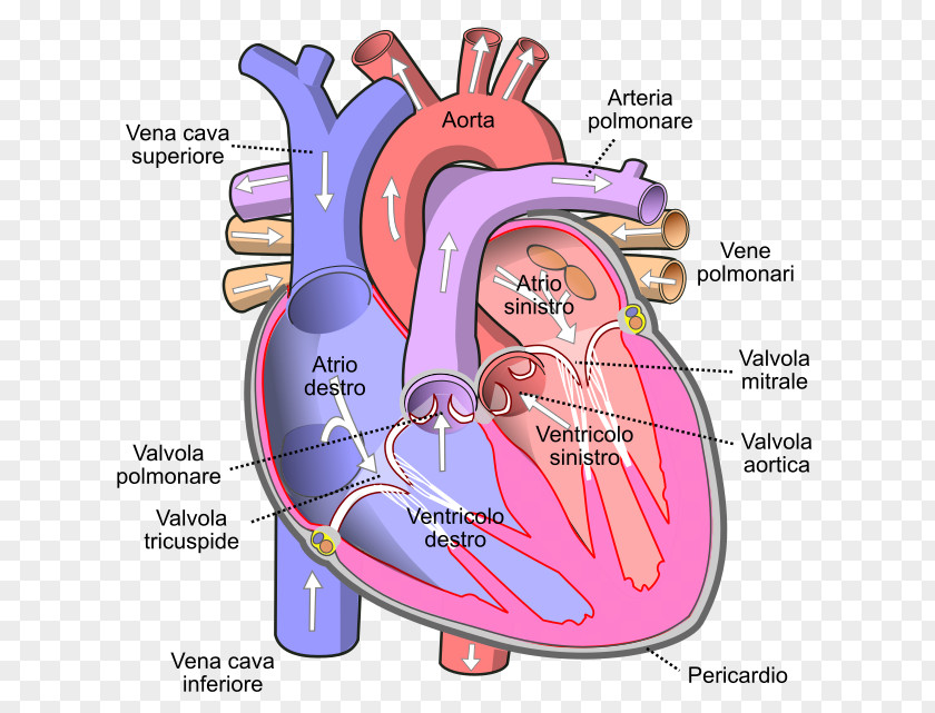 Simple Electron Transport Chain Inferior Vena Cava Superior Vein Venae Cavae Heart PNG