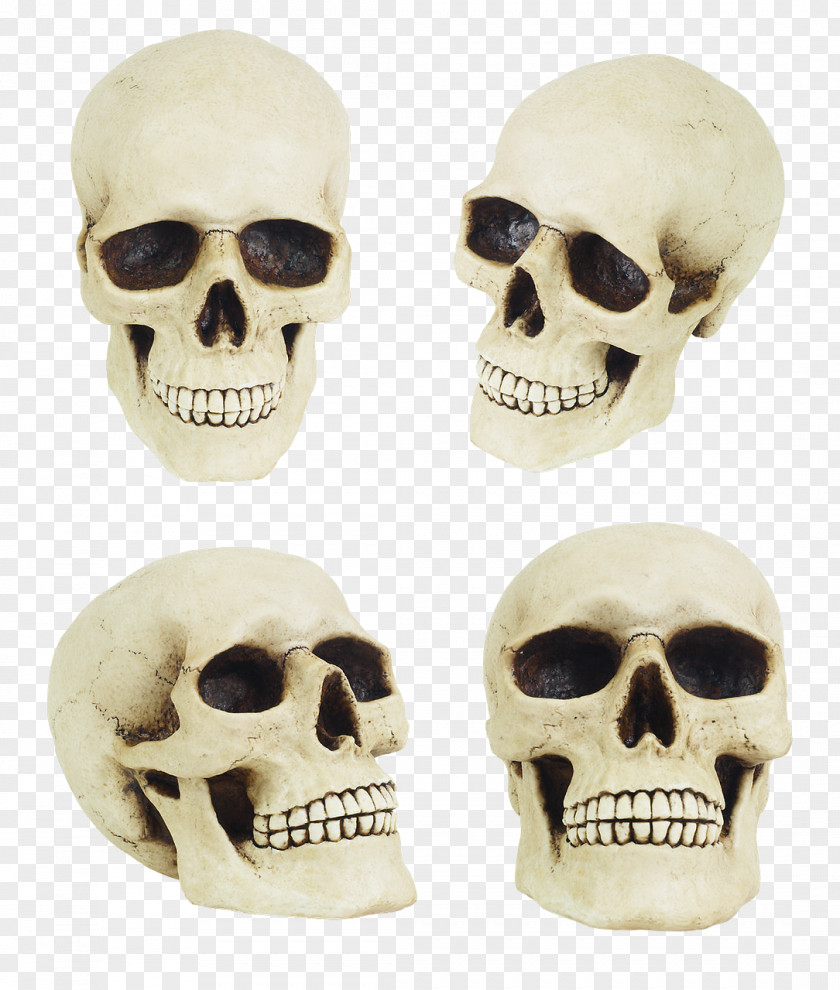 Skull Bone Anatomy Human Skeleton PNG