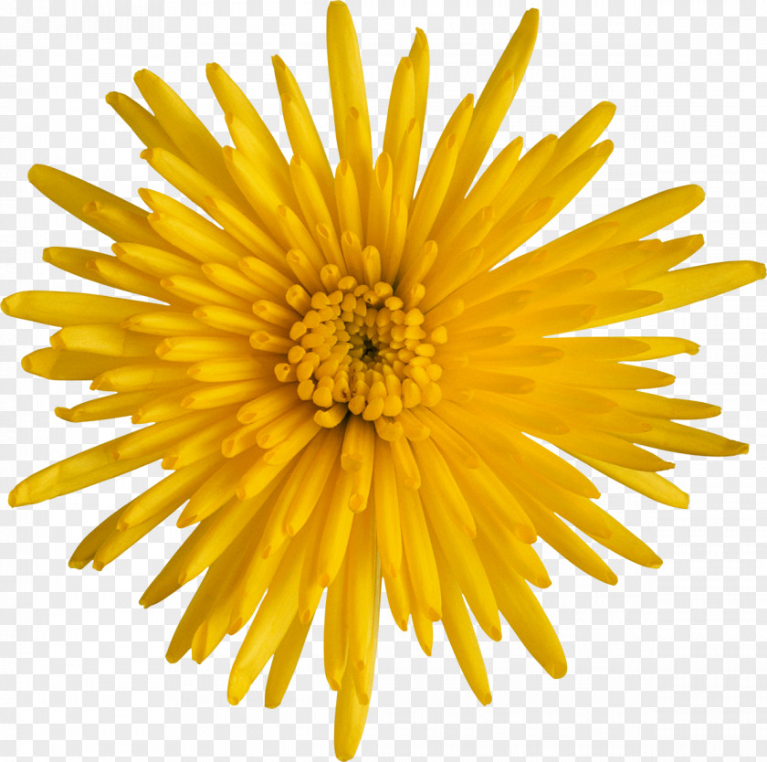 Chrysanthemum Breaking Away Royalty-free Stock Photography PNG