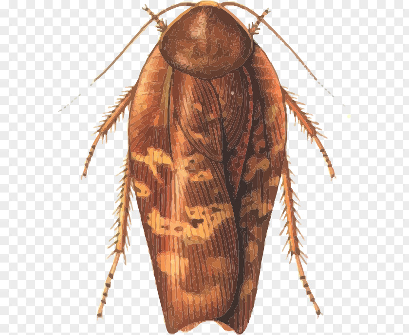 Cockroach Insect Rhabdoblatta Terranea Phasmids PNG