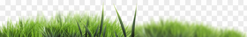 Grass Leaf Gratis PNG