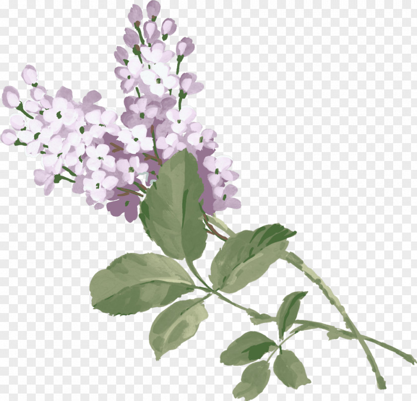 Lilac Purple Clip Art PNG