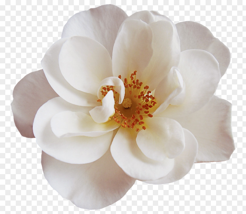 Peony Rose Order Magnolia Flower PNG