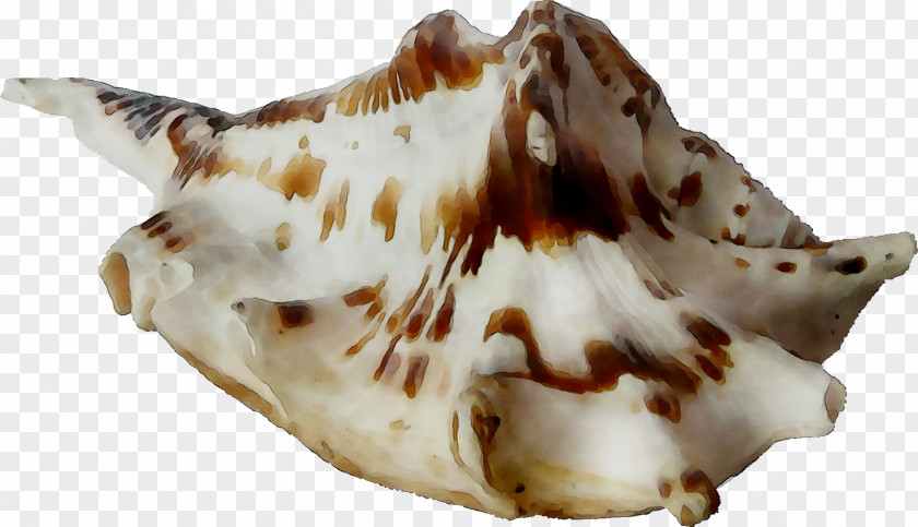 Seashell Trumpet PNG