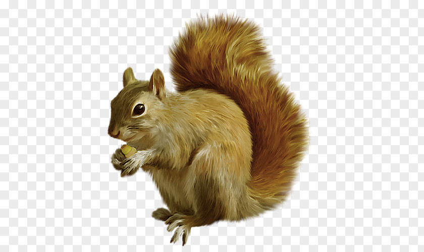 Tree Squirrel Mexican Gray Clip Art PNG