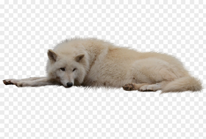Arctic Fox Greenland Dog Clip Art PNG
