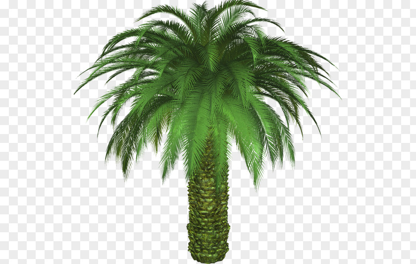 Date Palm Sabal California Tree Mexican Fan PNG