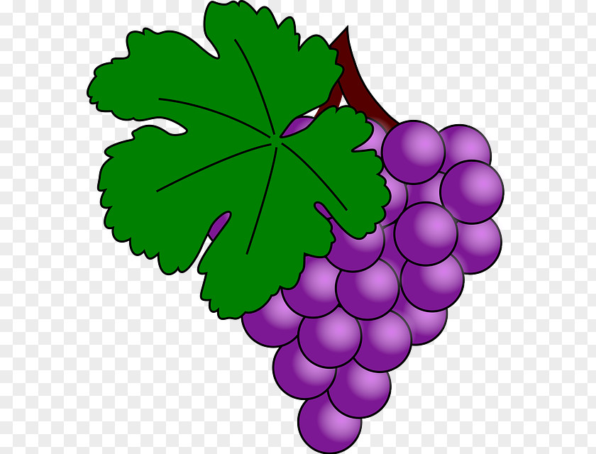 Grape Common Vine Clip Art Openclipart Free Content PNG