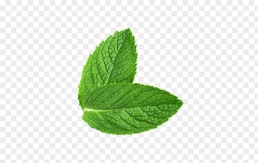 Green Fresh Mint Leaves PNG fresh mint leaves clipart PNG