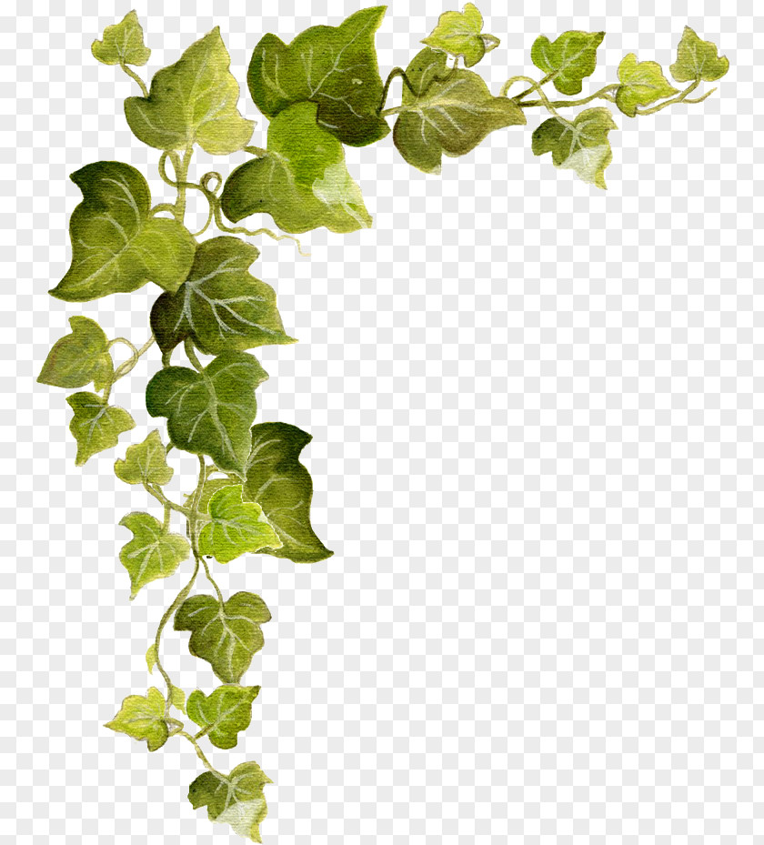Ivy Common Vine Clip Art PNG