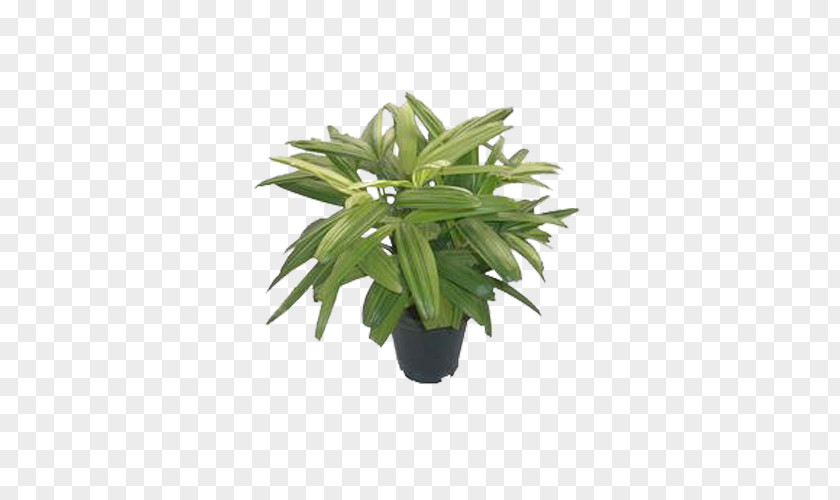 Leaf Flowerpot Houseplant Plant Stem Tree PNG