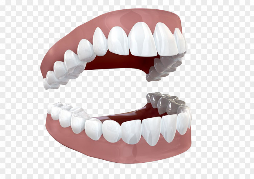 Open Teeth Human Tooth Stock Photography PNG
