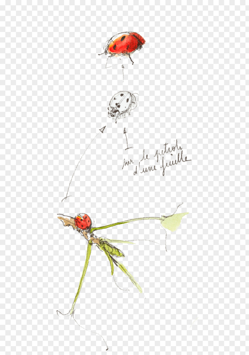 Petiole Leaf Insect Aphid Plant Stem PNG