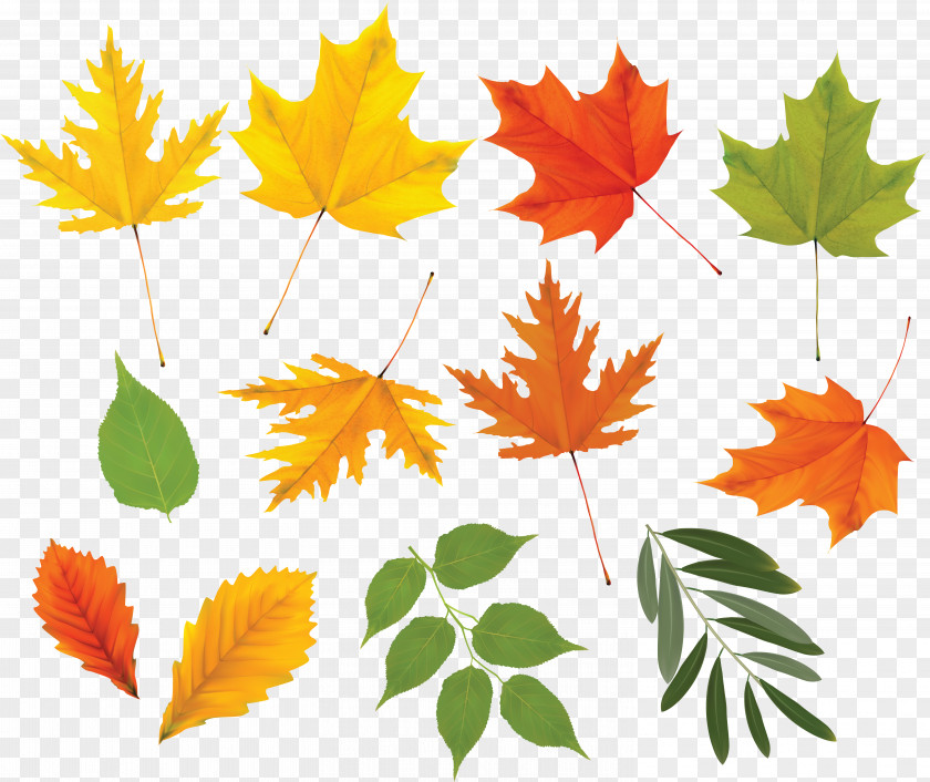 Autumn Leaves Leaf Tree Clip Art PNG