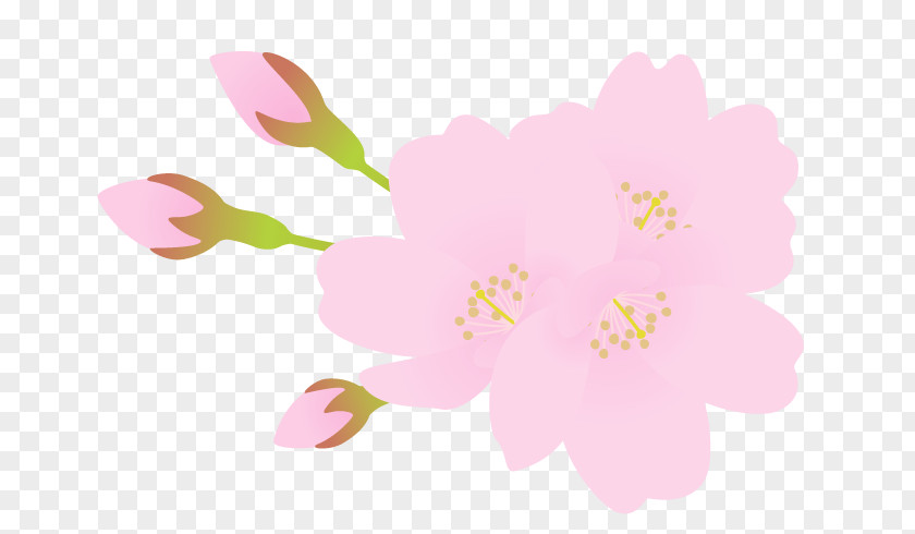 Flora Fauna Serenella Mallows Floral Design Flower Petal Blossom PNG