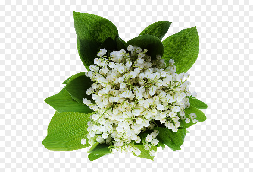 Lily Of The Valley 1 May Haute-Savoie PNG