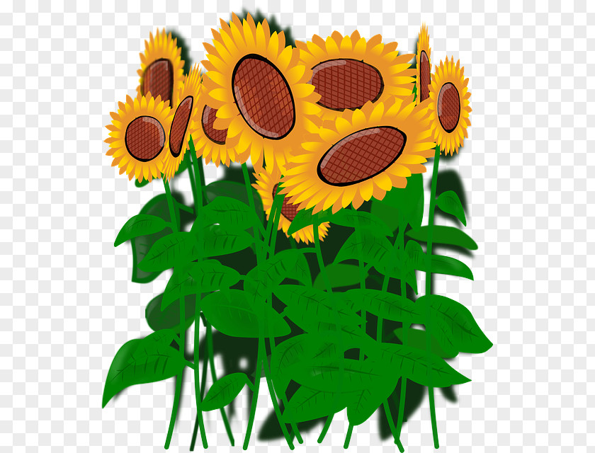 Plant Flower Sunflower PNG