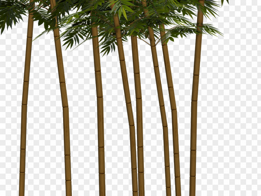 Plants Clip Art Image Tropical Woody Bamboos Palm Trees PNG