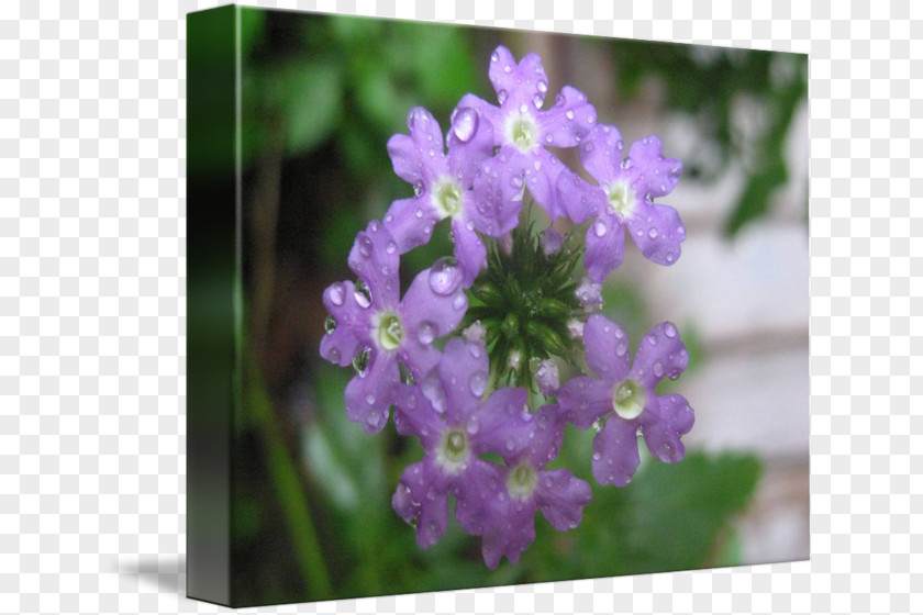 Violet Vervain English Lavender Subshrub PNG