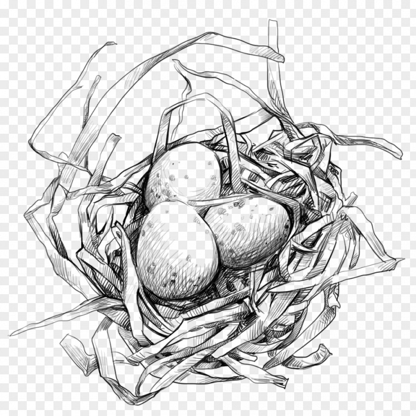 Bird's Nest With Egg Edible Birds PNG