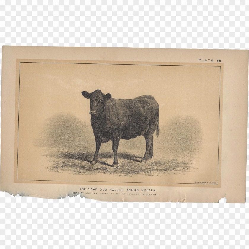 Bull Cattle Ox Fauna Snout PNG