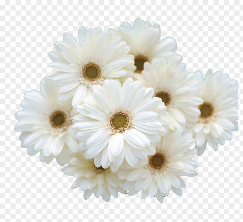 Feverfew PNG clipart PNG