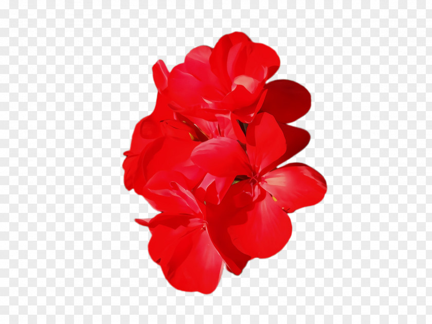 Geranium Impatiens Red Petal Flower Pink Plant PNG