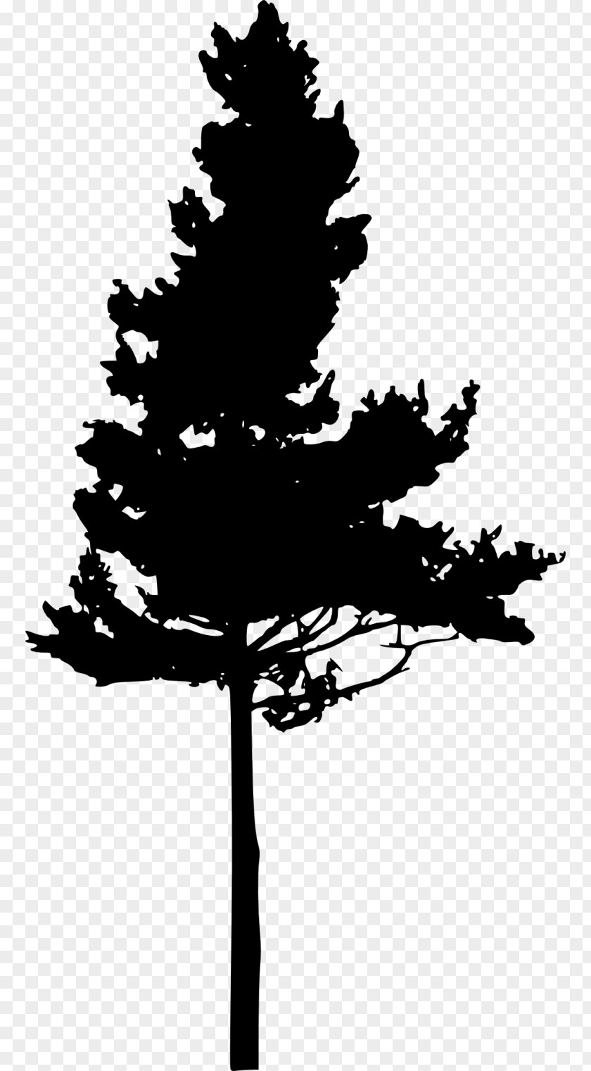 Heart Tree Pine Eastern Hemlock Clip Art PNG