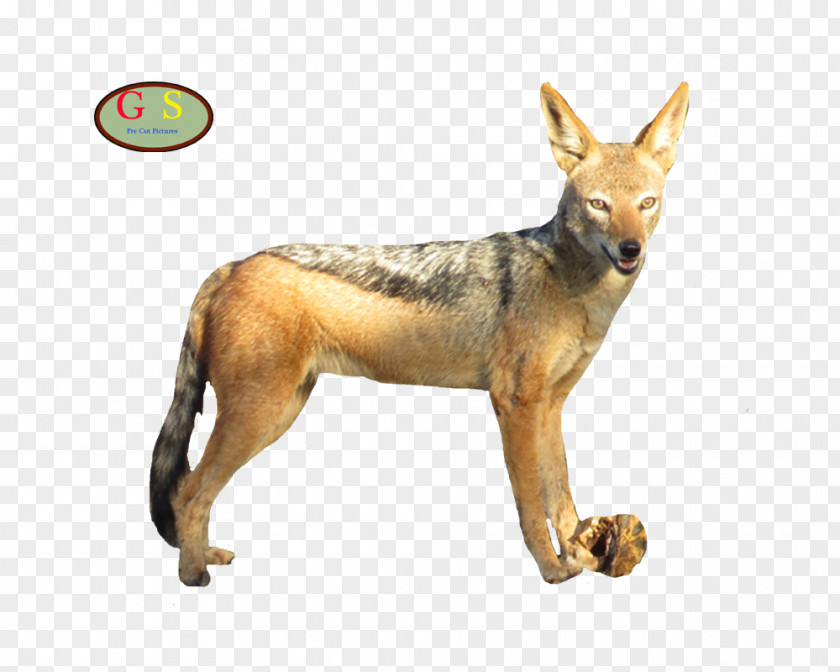 Jack Russel Jackal Coyote Gray Wolf Red Fox PNG