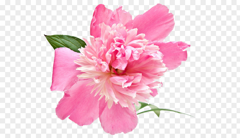 Peony Flower Extract Rose Cosmetics PNG