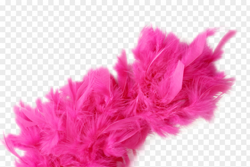 Boa Feather Header PNG
