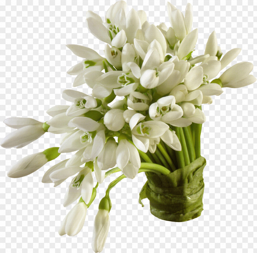 Bouquet Of White Material Snowdrop Flower Wallpaper PNG