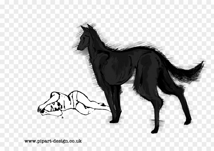 Dog Mustang Pony Foal Stallion PNG