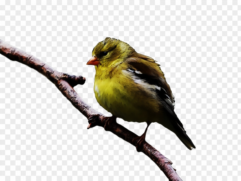 Domestic Canary Finches Birds House Finch Sparrow PNG