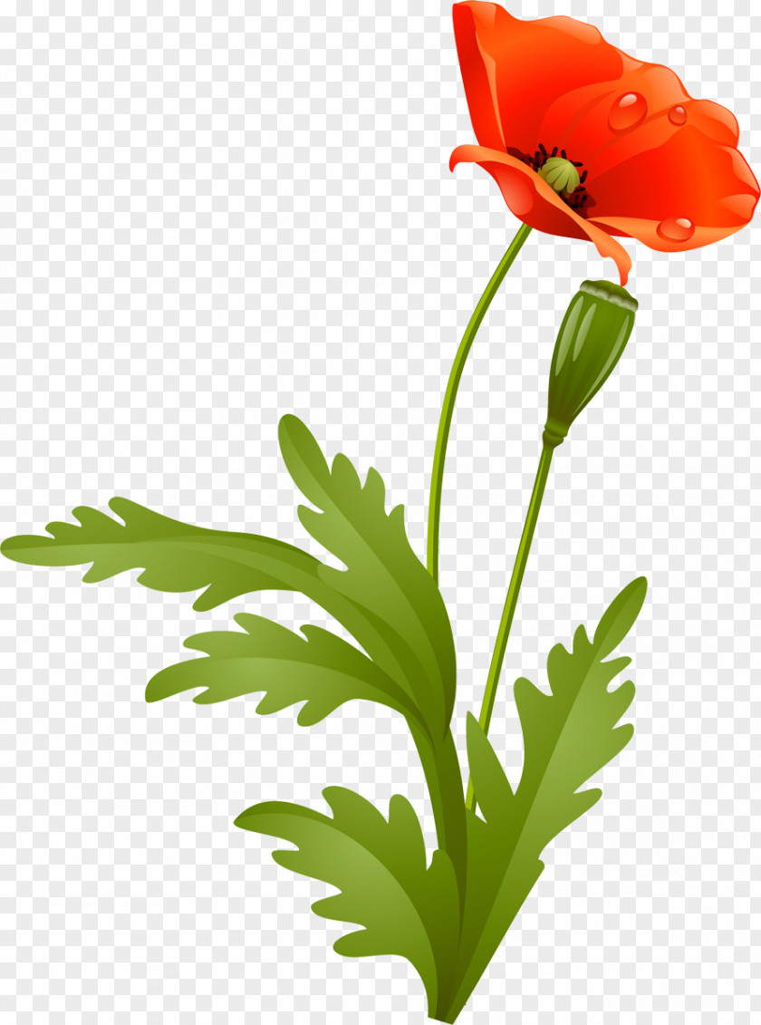 Flower Poppy Petal Plant Stem PNG