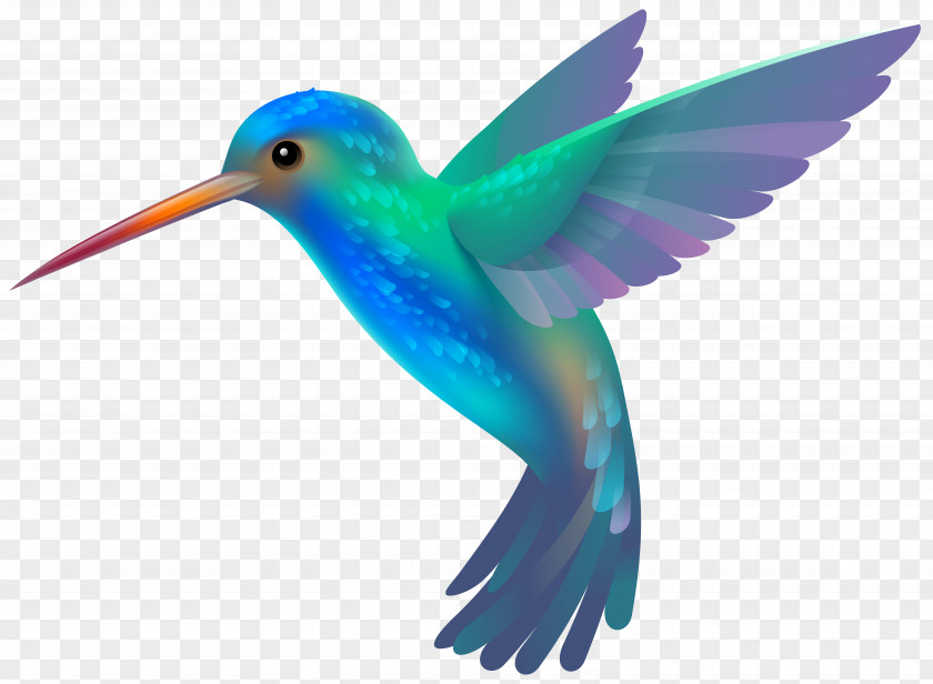 Hummingbird Cliparts Free Content Stock.xchng Clip Art PNG