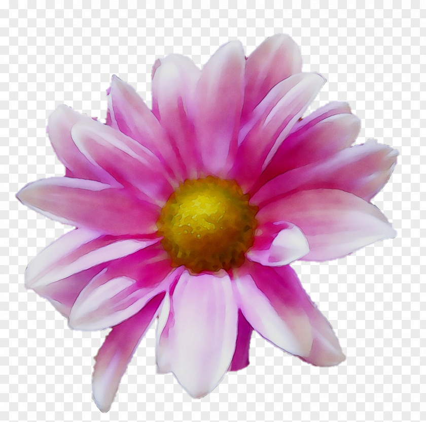 Pink M Chrysanthemum Dahlia RTV PNG