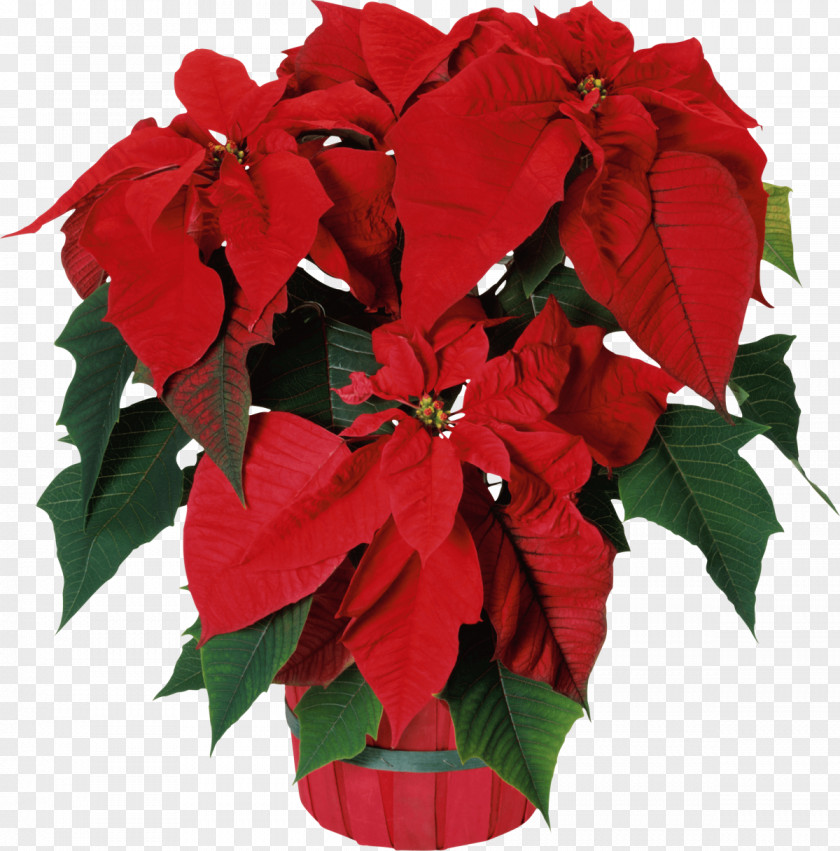 Potted Plant Poinsettia Seed Bonsai Flower Garden PNG