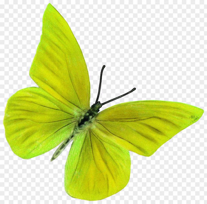 Spring Element Butterfly Insect Pieridae Moth Pollinator PNG